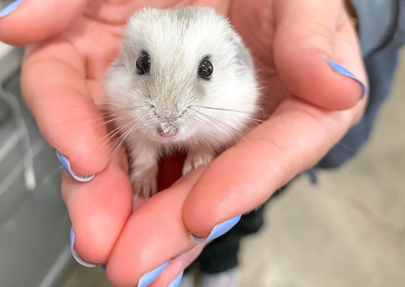 Carousel Slide 5: Veterinary care for your pocket pets