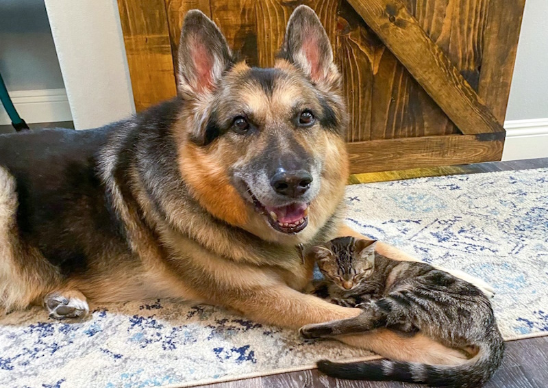 Carousel Slide 6: View our Canine & Feline Welcome Kits