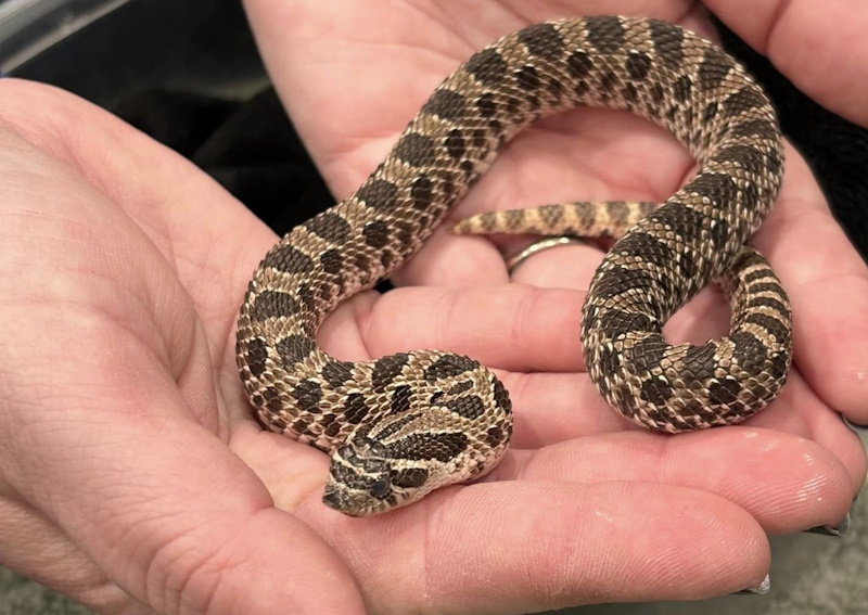 Carousel Slide 8: Reptile and exotic pet care